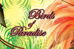 Birds of Paradise